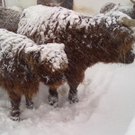 winter 031_jpg-1290779973
