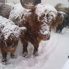 winter 032_jpg-1290779976