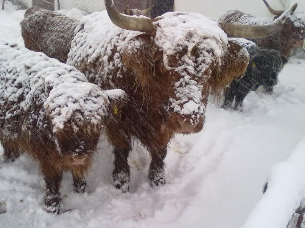 winter 032_jpg-1290779976