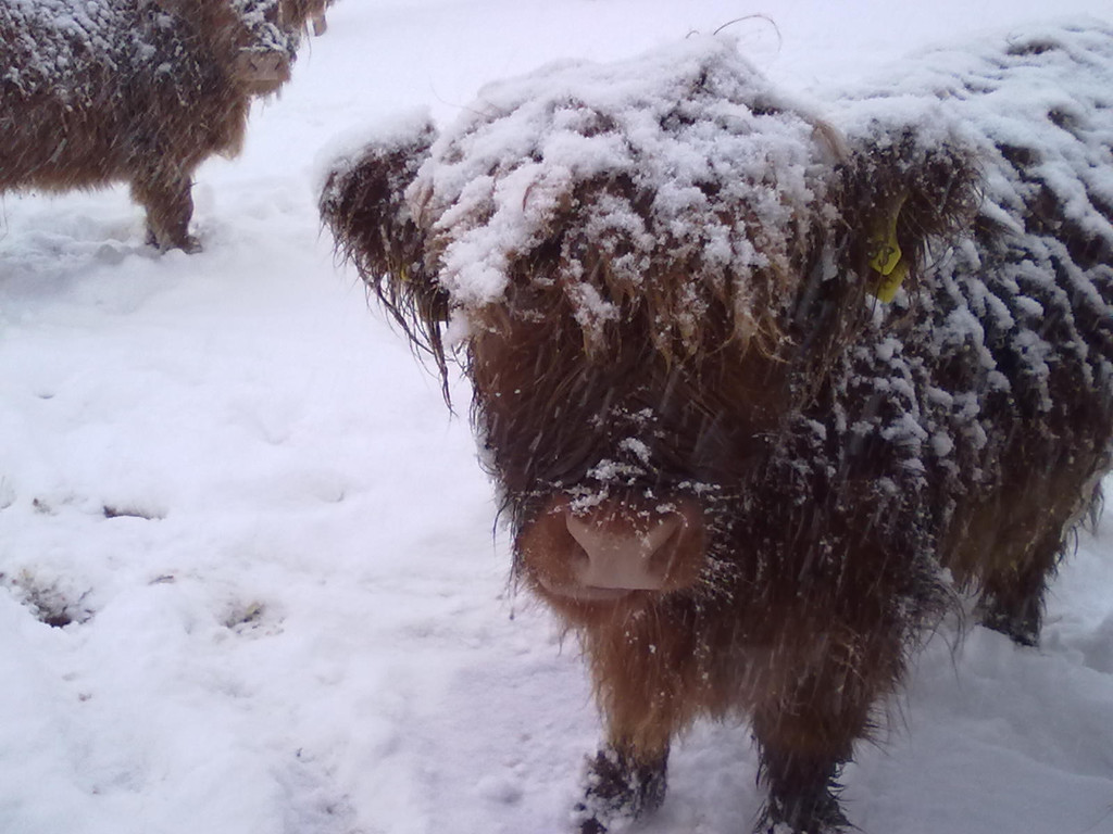 winter 035_jpg-1290779986