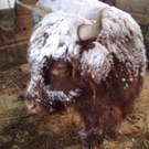 winter 036_jpg-1290779990