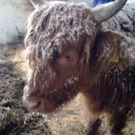 winter 037_jpg-1290779994