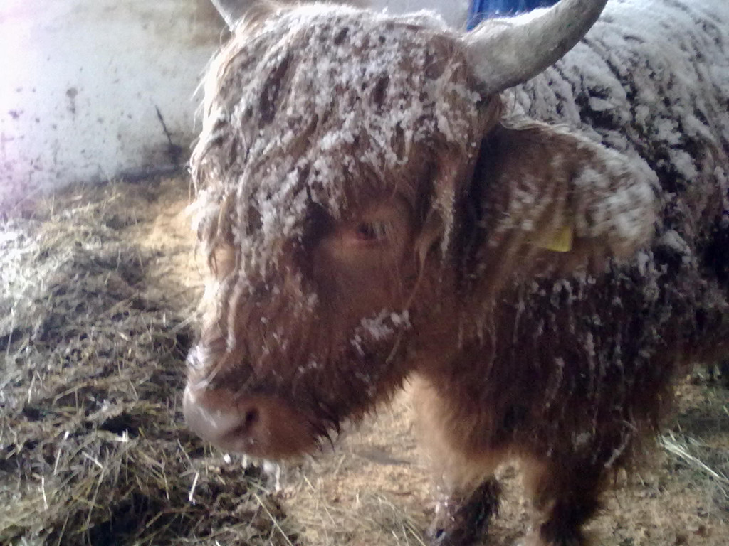 winter 037_jpg-1290779994