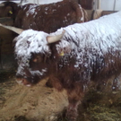 winter 039_jpg-1290780001