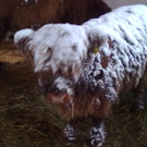 winter 040_jpg-1290780004