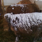 winter 042_jpg-1290780012