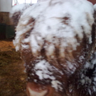 winter 043_jpg-1290780015