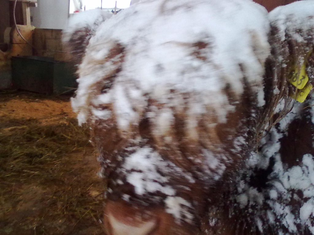 winter 043_jpg-1290780015