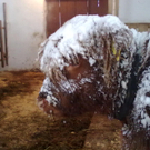 winter 044_jpg-1290780018