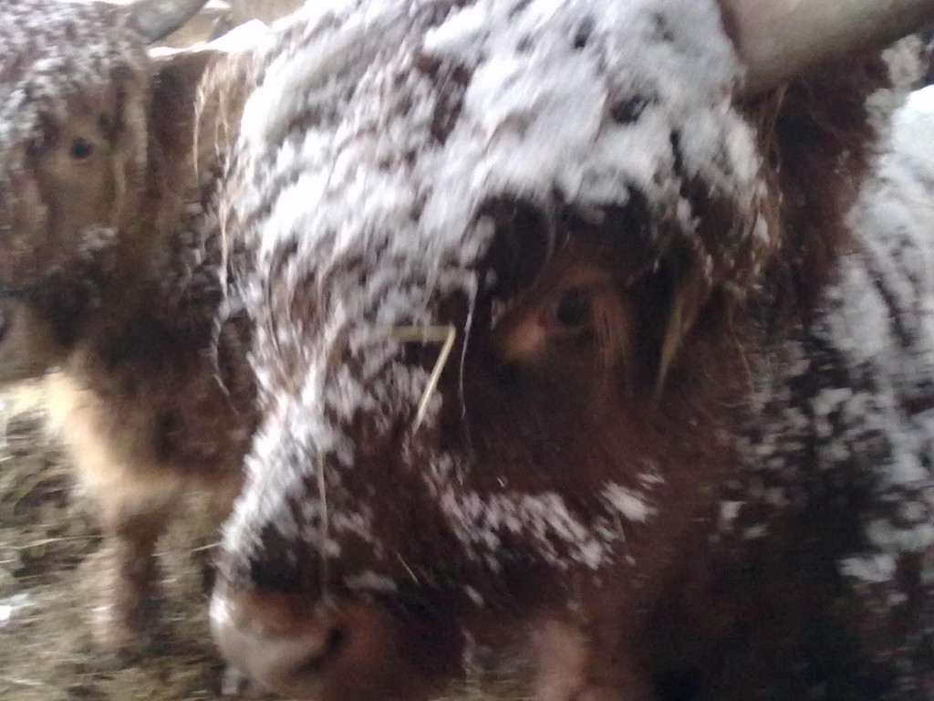winter 045_jpg-1290780021