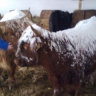 winter 048_jpg-1290780032