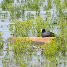 Bl__sshuhn Rheindelta_jpg-1290787764