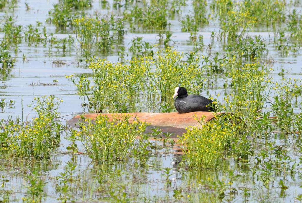 Bl__sshuhn Rheindelta_jpg-1290787764