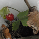 232_bearbeitet-1_jpg-1290963802