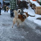 normal_27112010_adventmarktebenaufdaktivnews_29.jpg