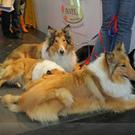 ae1ba00019cbd632c2b455a04df0ee5d_640.jpg