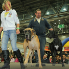 Haustiermesse in Wien Tag 2