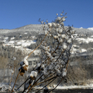 305_bearbeitet-1_jpg-1291042892