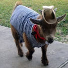 goat.jpg
