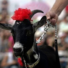 goat03.jpg
