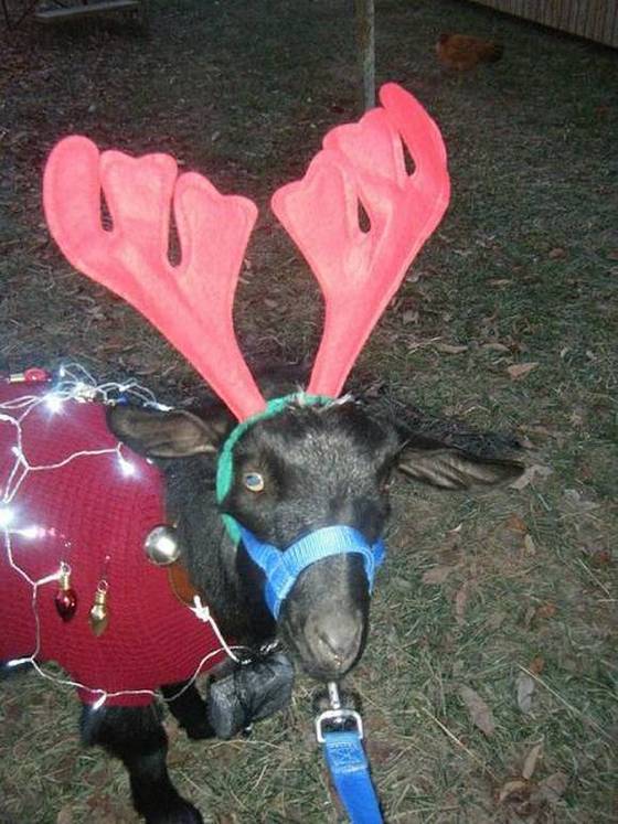 goat04.jpg