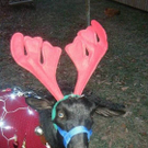 goat04.jpg
