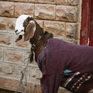 goat05.jpg