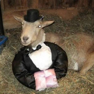 goat07.jpg
