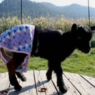 goat09.jpg
