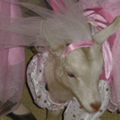 goat10.jpg
