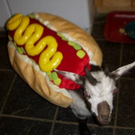 goat11.jpg