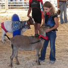 goat16.jpg