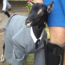 goat17.jpg
