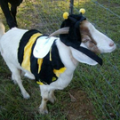 goat20.jpg