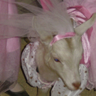 goat_1.jpg