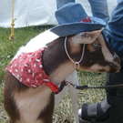 goat_2.jpg