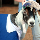 goatinbonnet.jpg