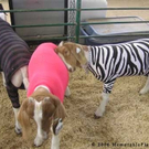 goats-dressed-like-hipsters-9518-1238617936-5.jpg