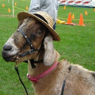 hatgoat.JPG