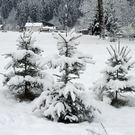 274_bearbeitet-1_jpg-1291141083