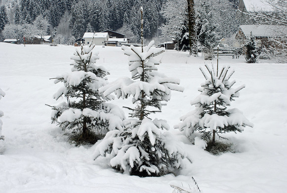 274_bearbeitet-1_jpg-1291186502