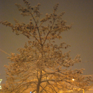 DSC_0719.jpg