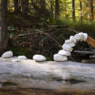 Landart.jpg
