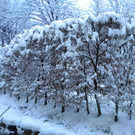 Mäder, 02.Dezember 2010
