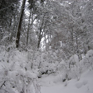 IMG_4980.JPG