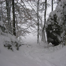 IMG_4981.JPG