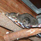 Tiere der Woche KW 48