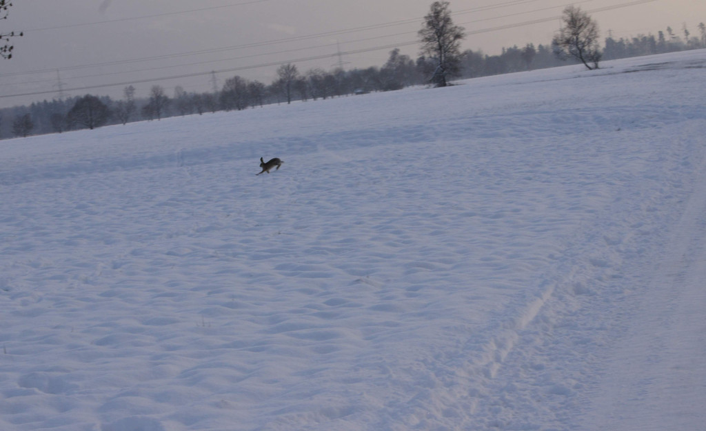 DSC04375.JPG