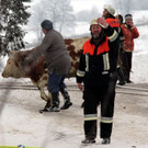 normal_04122010brandfibaktivnews_20_37_.jpg