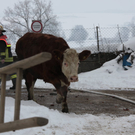 04122010brandfibaktivnews_20_11_.jpg